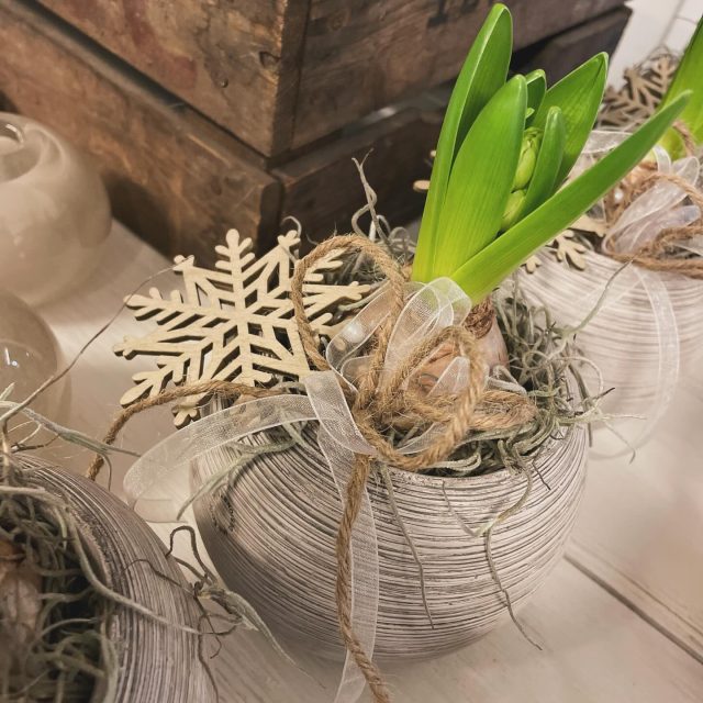 Hyacinternas tid är här 🥰

Plantering 155kr

#presentshopenkinnarp