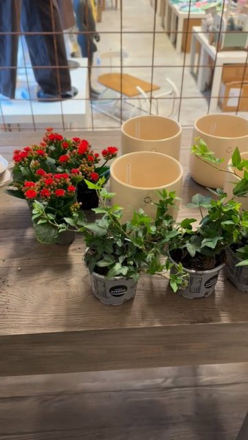 Här är pysselverkstaden i full gång och det planteras julgrupper så det ryker 🤩🤭

Visste du att alla våra julgrupper görs i butiken med kärlek och omtanke, och vi slår gärna in den i cellofan åt dig så blir den extra festlig att ge bort ✨

Ser du någon du tycker extra mycket om så kan du alltid skicka ett meddelande till oss så kan vi ställa undan till dig 🎁✨

Välkomna till oss i Kinnarp 🤗✨❤️