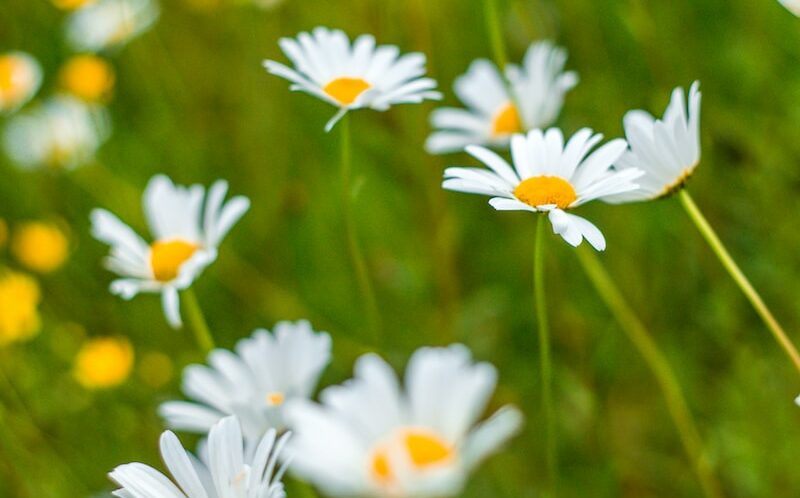 close-up photography of white daisy flowers