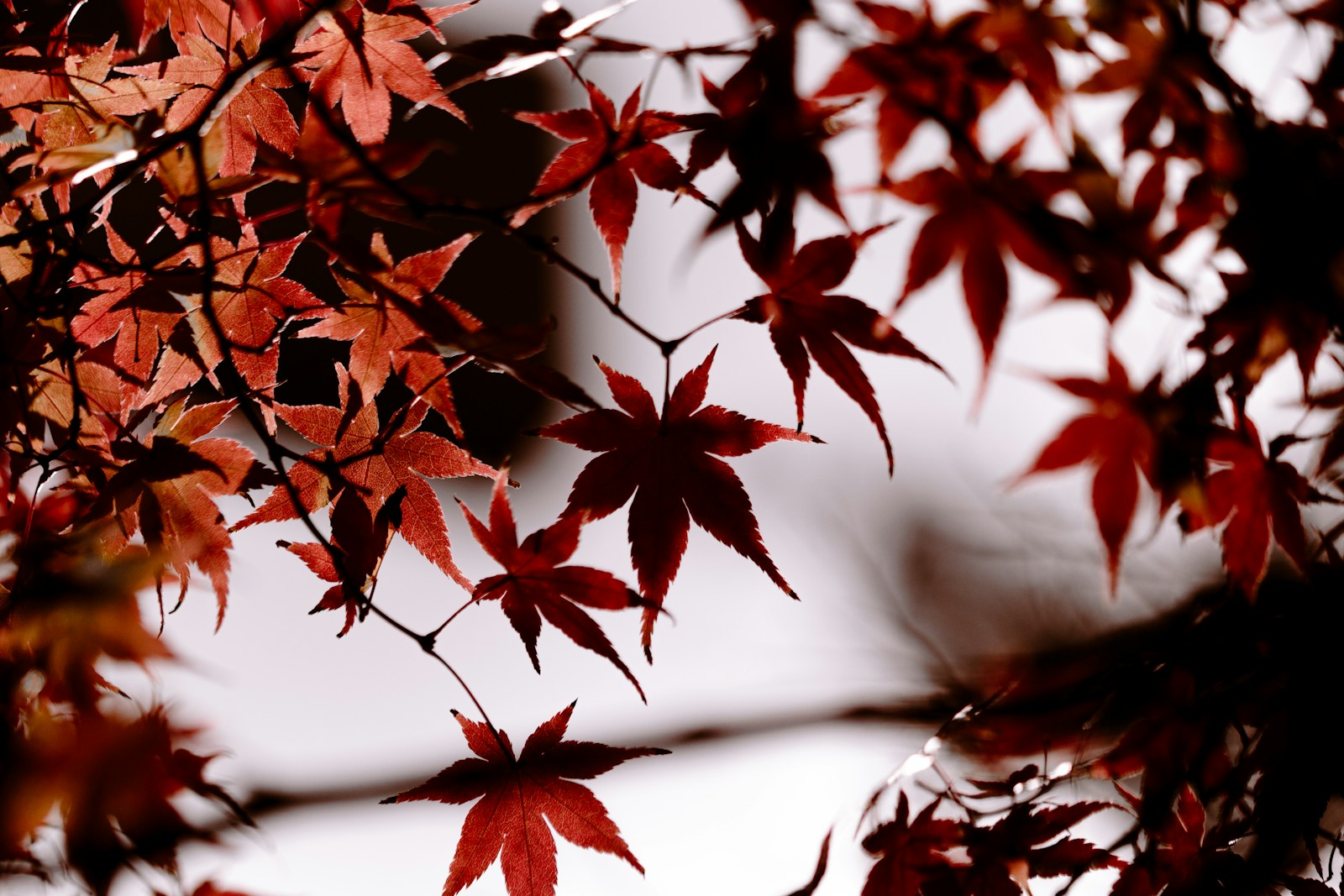 A tree with red leaves in the fall