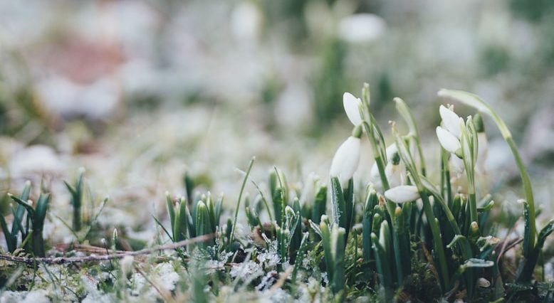 selective focus photo of white flowerbud