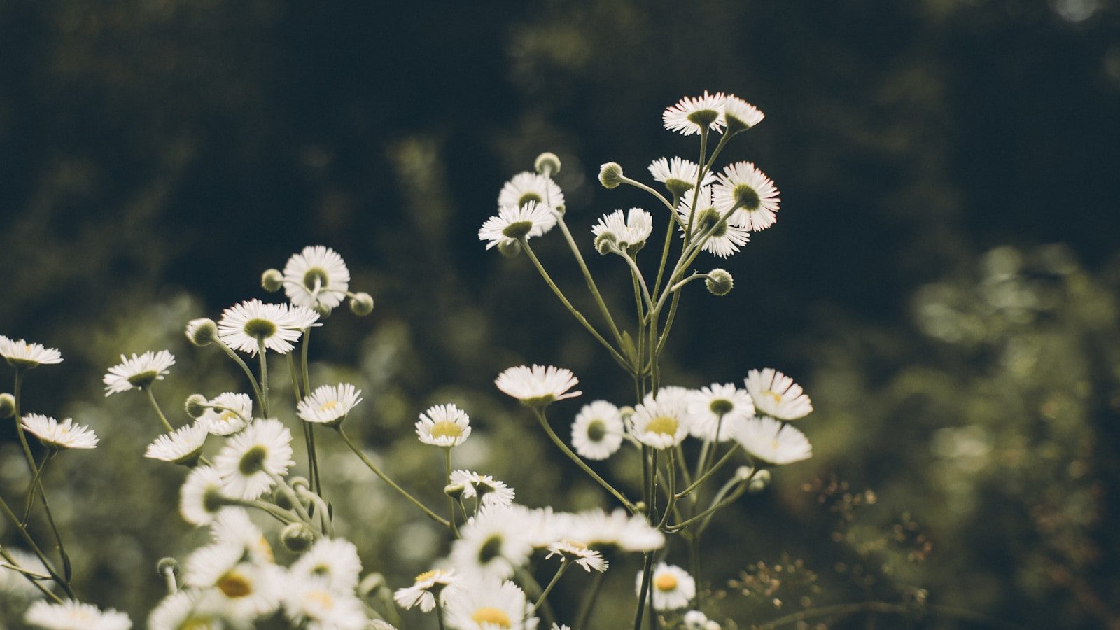 white flowers in tilt shift lens