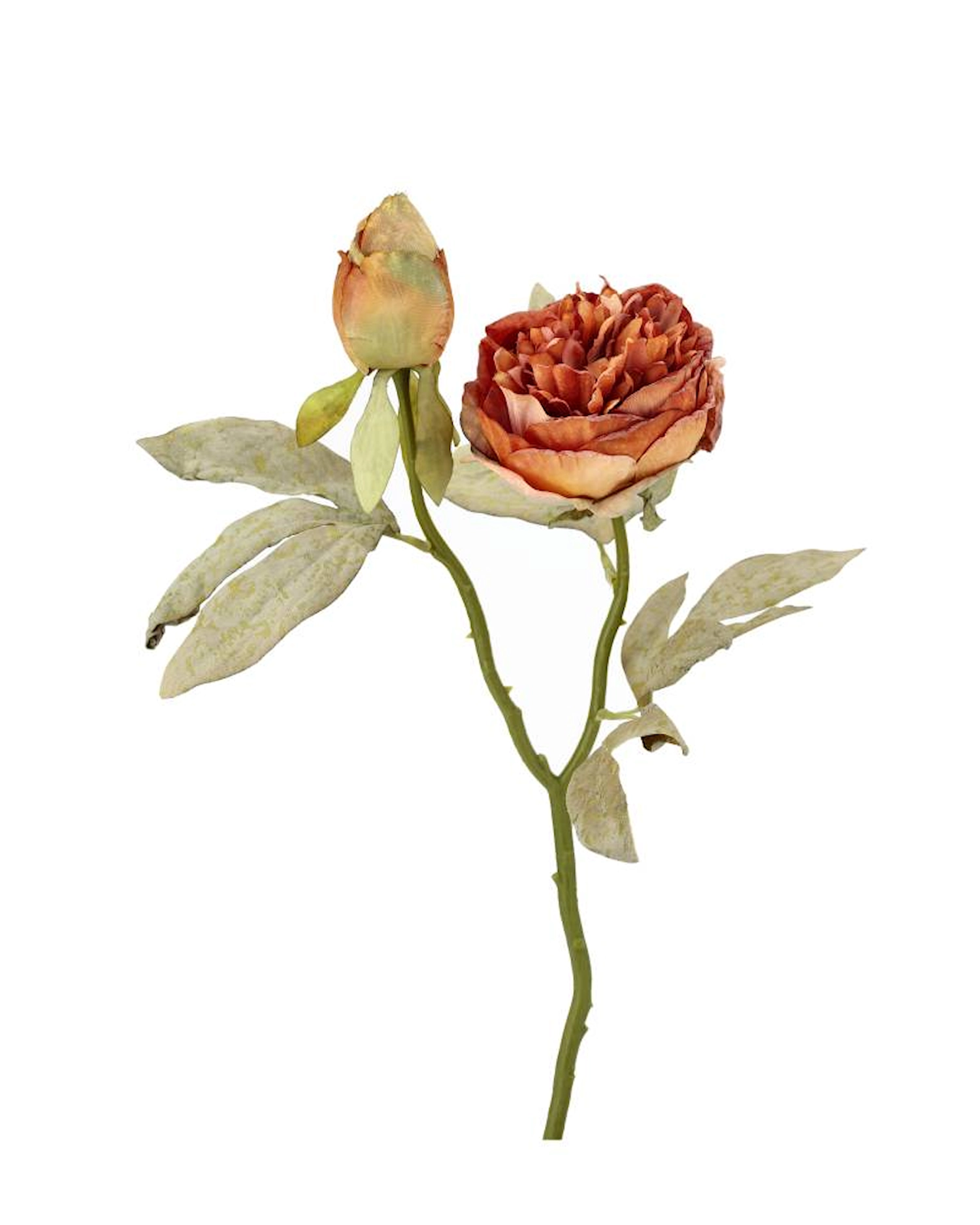 Pion Dubbel Orange