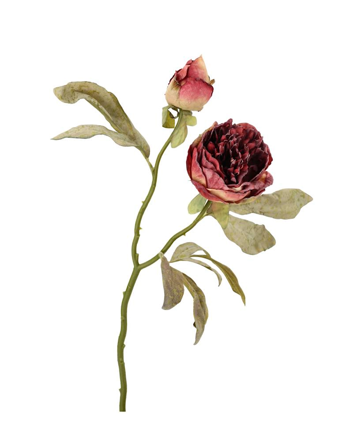 Pion Dubbel Vinröd