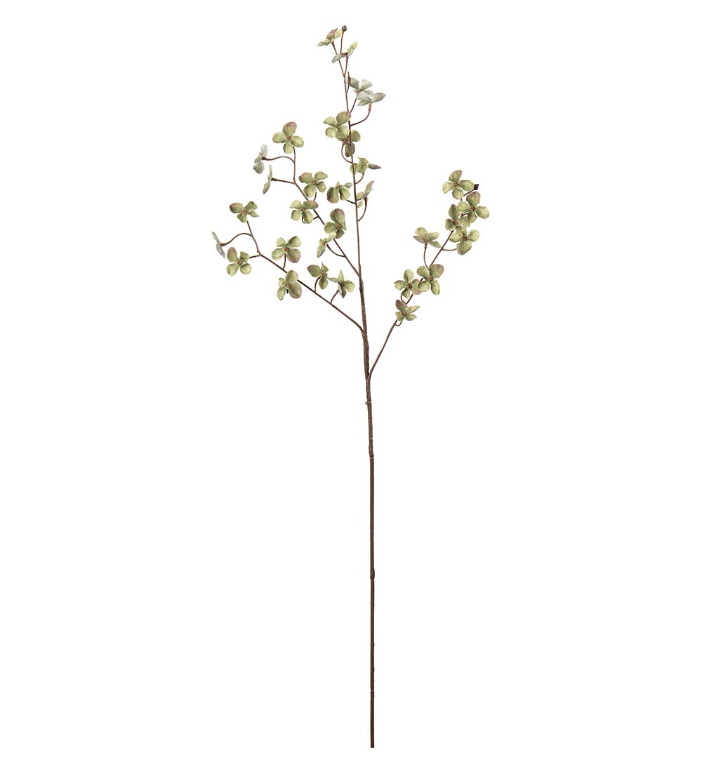 Hortensia Grön