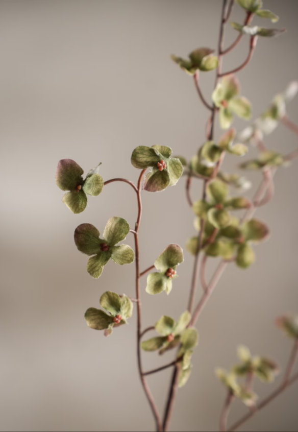 Hortensia Grön - Bild 2