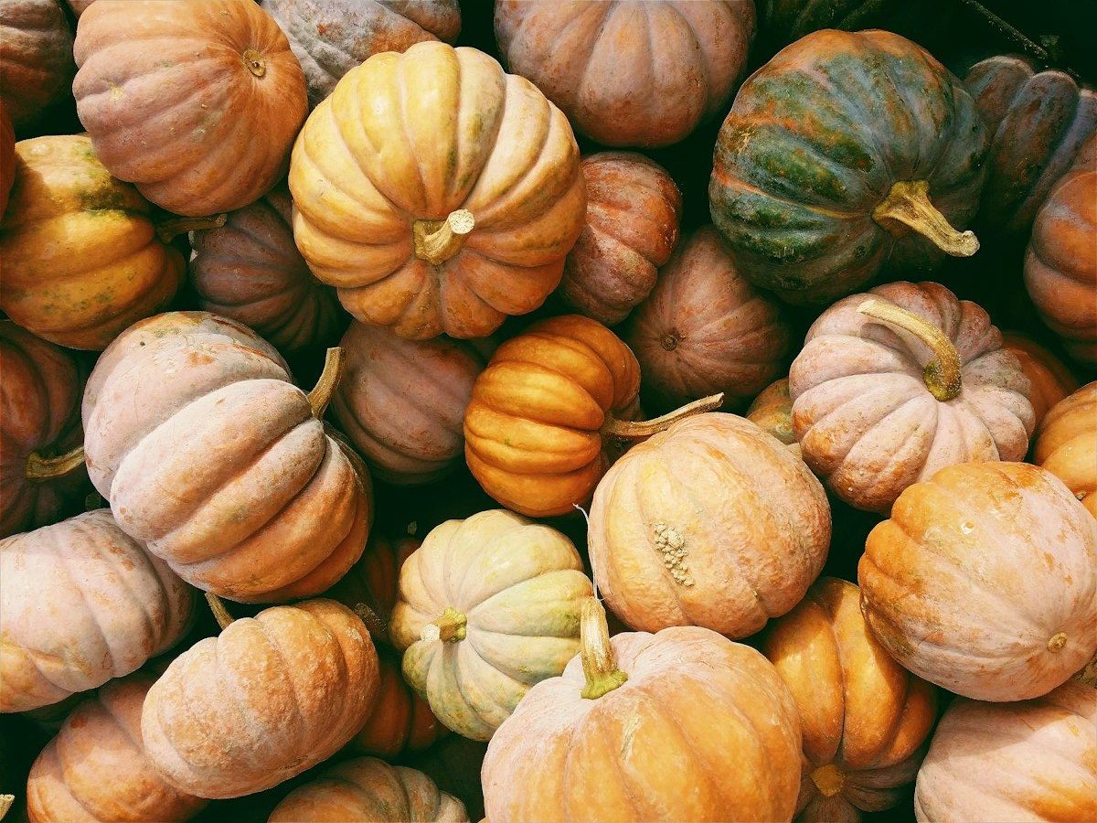 photo of orange and green squash lot